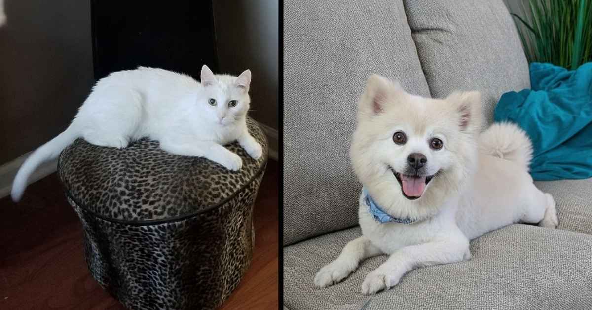 Sugar the white cat and Poncho the white dog