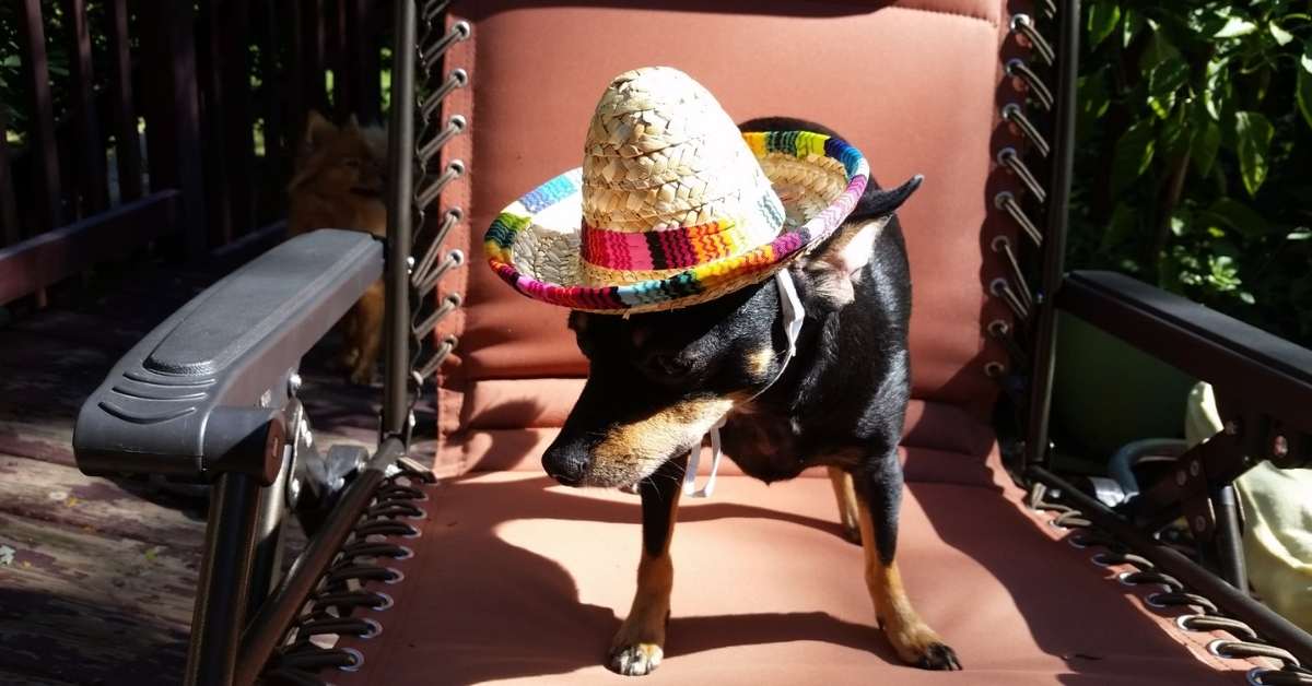 A chihuahua celebrating Cinco de Mayo
