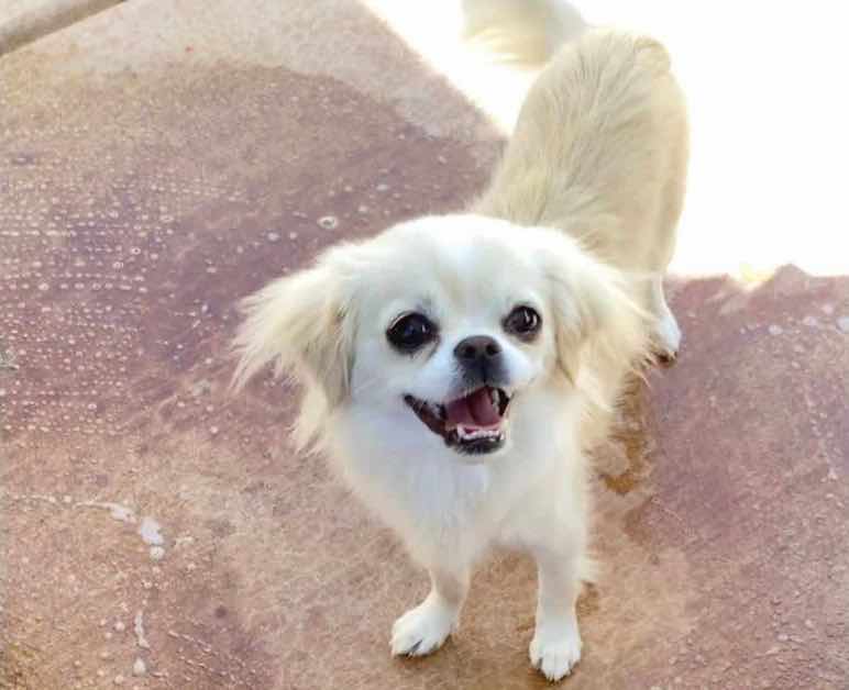 Our Chinwa named Poppy