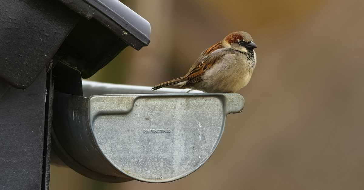 A little bird perching on top of a gutter in a Scottsdale home for sale