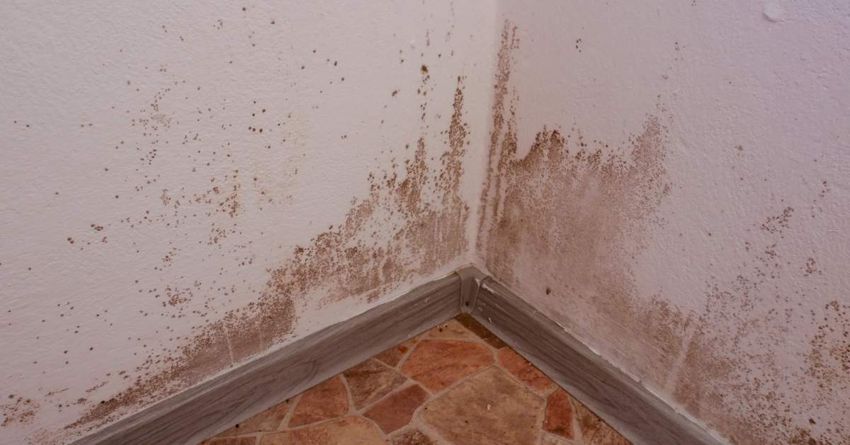 Moldy walls in a corner in a Scottsdale home for sale.