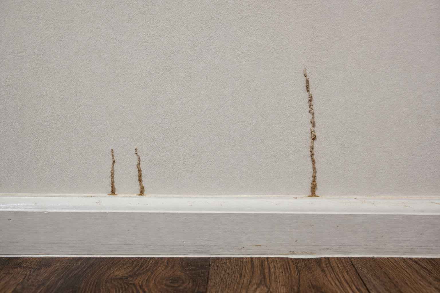 Three termite trails going up a wall in a Scottsdale home