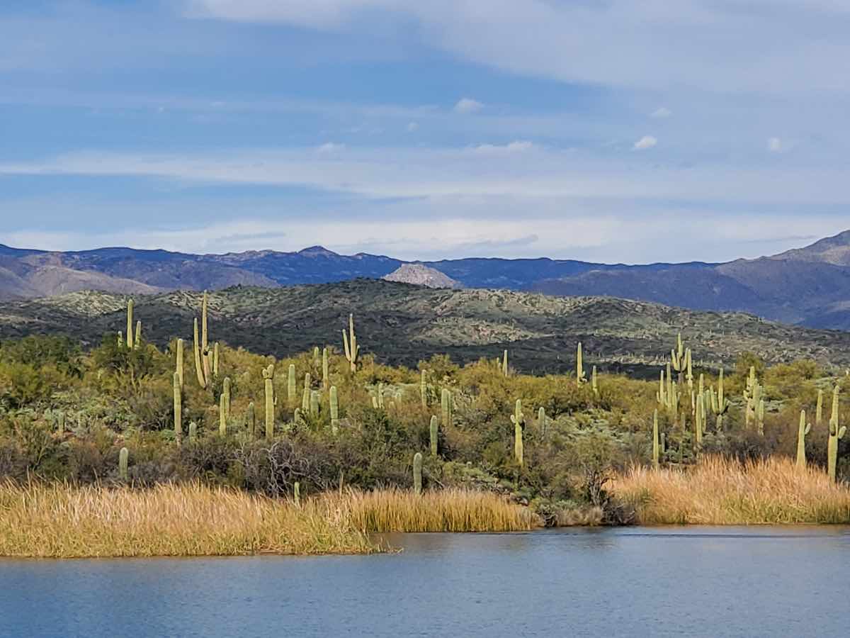 View of Sahuaros from the Desert Belle boat ride at Sahuaro Lake